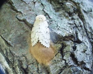 Spongy moth with egg mass (Dan Gilrein)