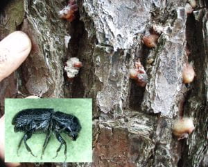 Southern Pine Beetle adult (inset) with pitch tubes on tree.